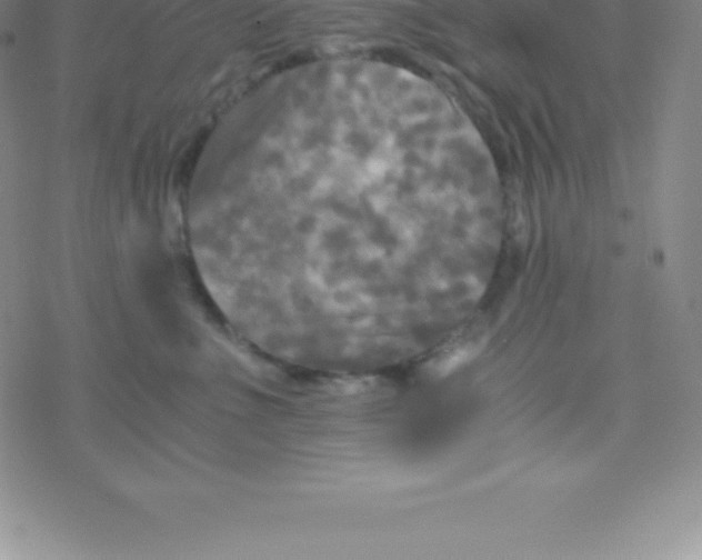 X0000076310523200610271942