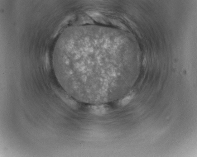 X0000076310524200610271942