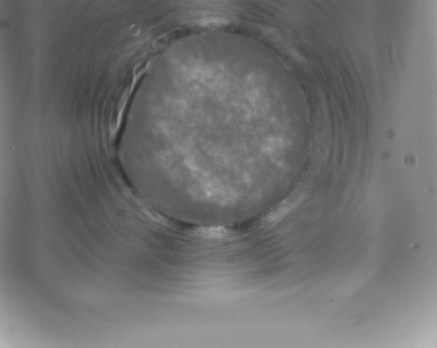 X0000076310528200610271942