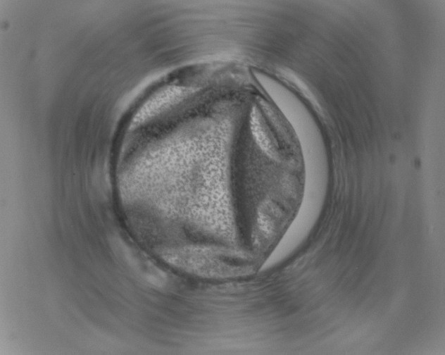 X0000076310532200610271941