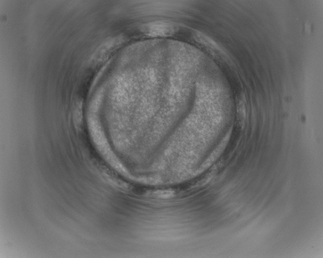 X0000076310554200610271942