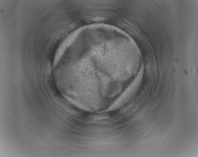 X0000076310555200610271942