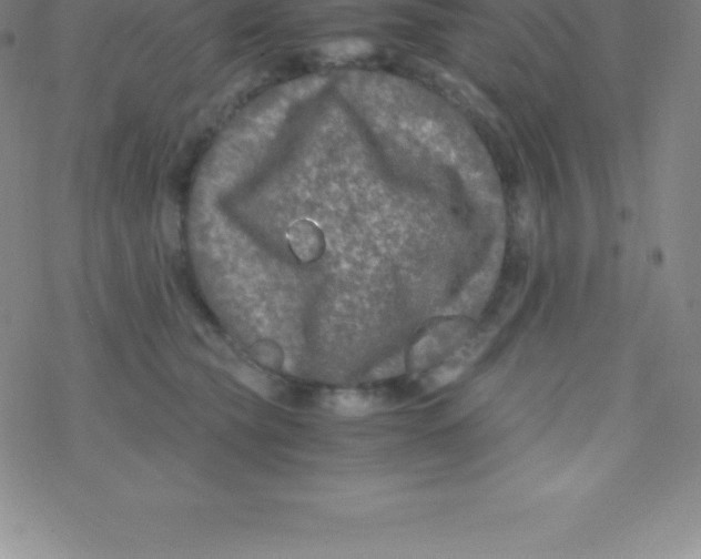 X0000076310565200610271942