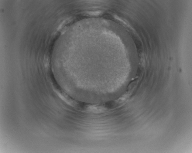 X0000076310568200610271942