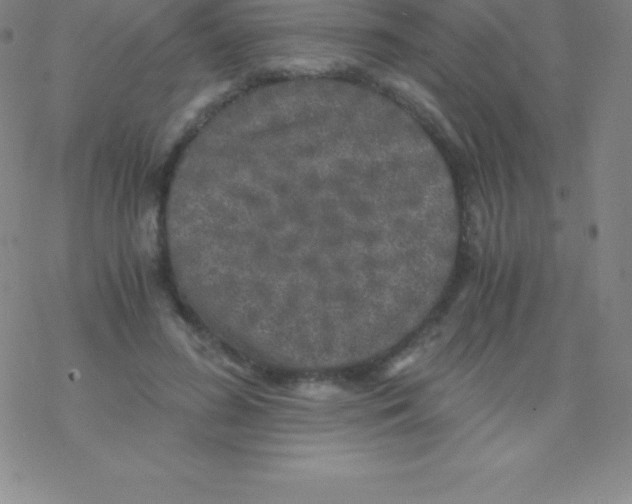 X0000076310596200610271941