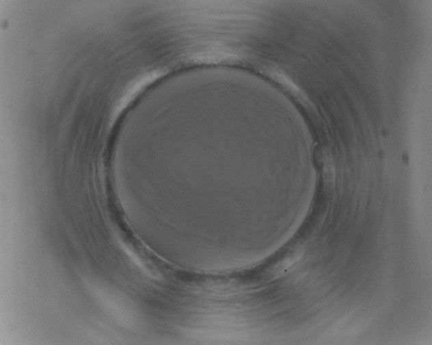 X0000076310626200610271940