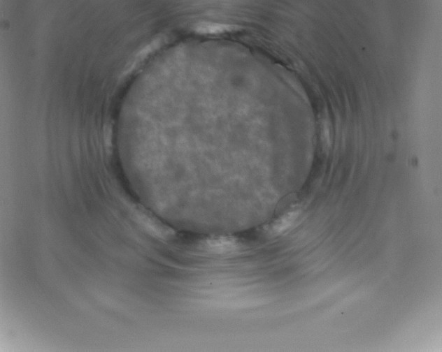 X0000076310668200610271941