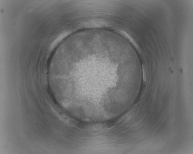 X0000076310675200610271940