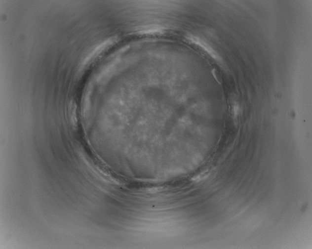 X0000076310692200610271940