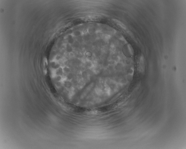 X0000076310695200610271939