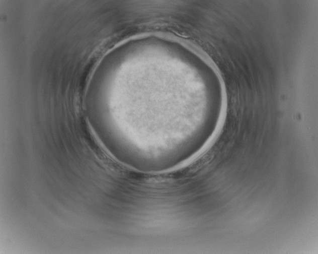 X0000076310708200610271939