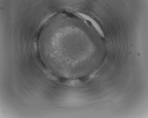 X0000076310716200610271939