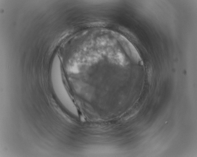 X0000076310729200610271938