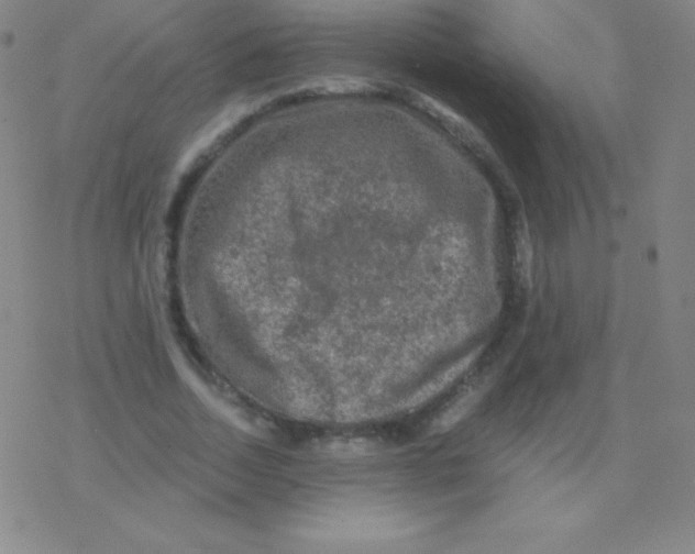 X0000076310730200610271938