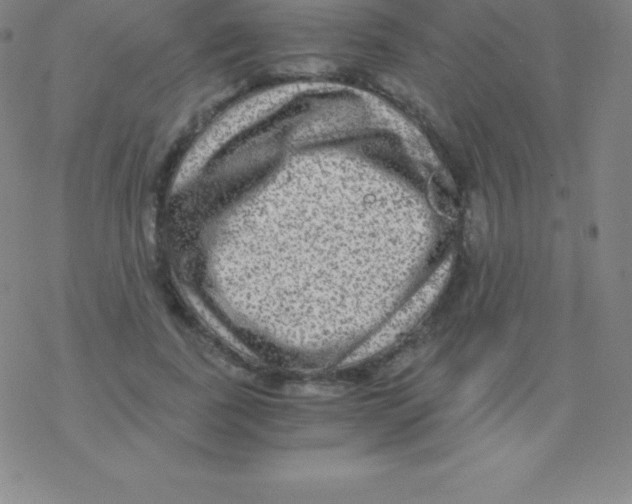 X0000076310739200610271938