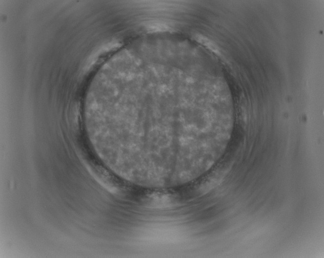 X0000076310742200610271939