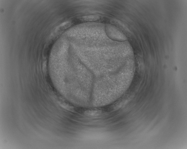 X0000076310745200610271939