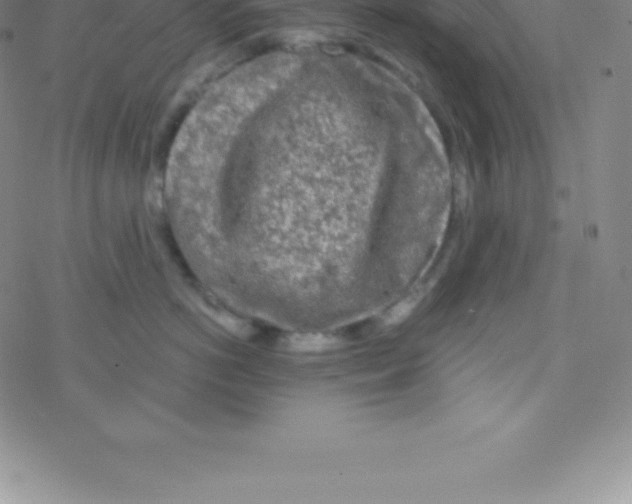 X0000076310766200610271939