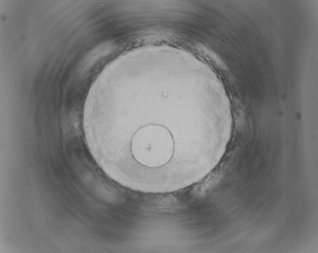 X0000076310824200610271937