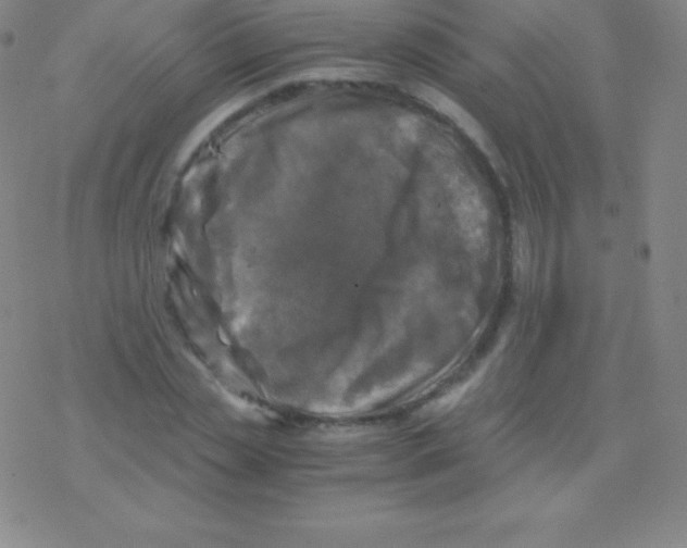 X0000076310829200610271937