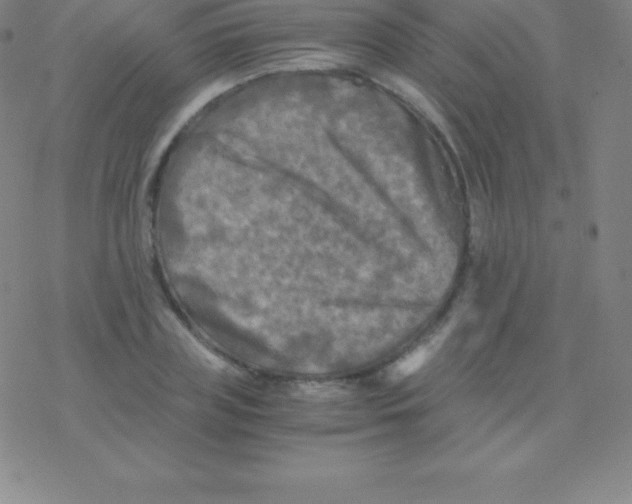 X0000076310835200610271937