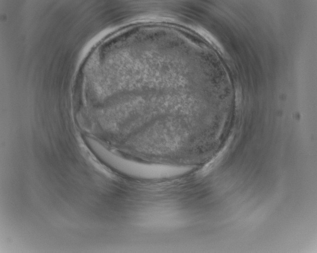 X0000076310854200610271937