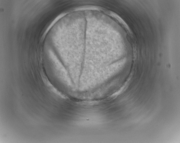 X0000076310860200610271937