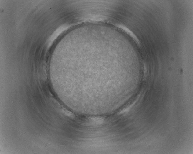 X0000076310878200610271936