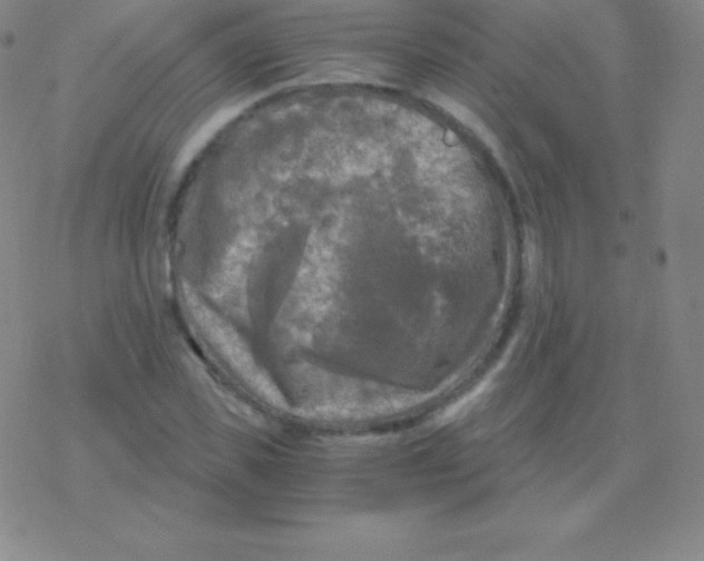 X0000076310925200610271935