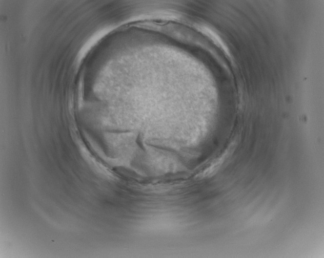 X0000076310952200610271936