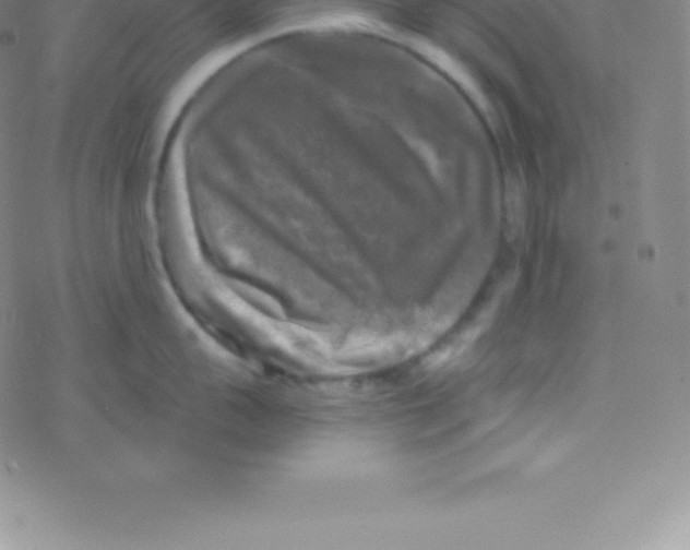 X0000076310959200610271936