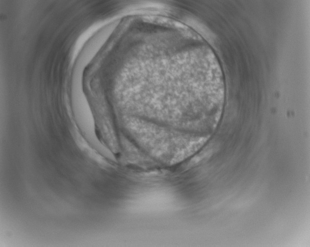 X0000076310960200610271936