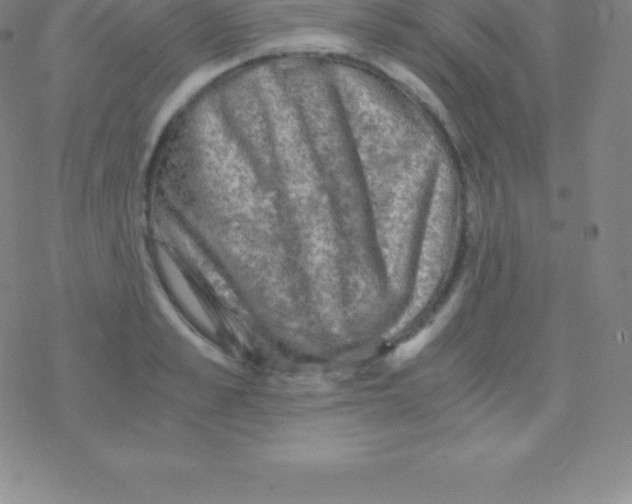 X0000076310989200610271935