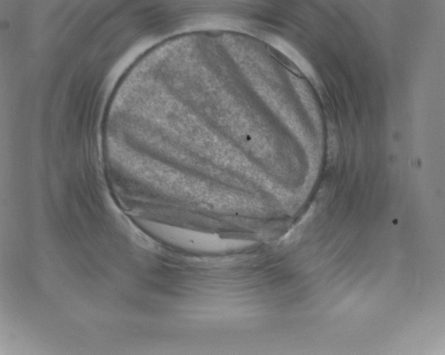 X0000076310996200610271934