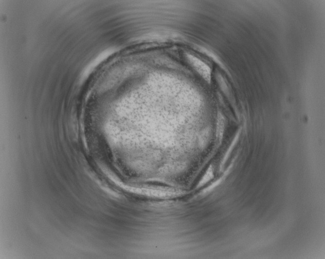 X0000076311018200610271934