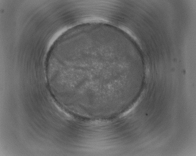 X0000076311022200610271934