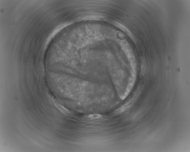 X0000076311027200610271934