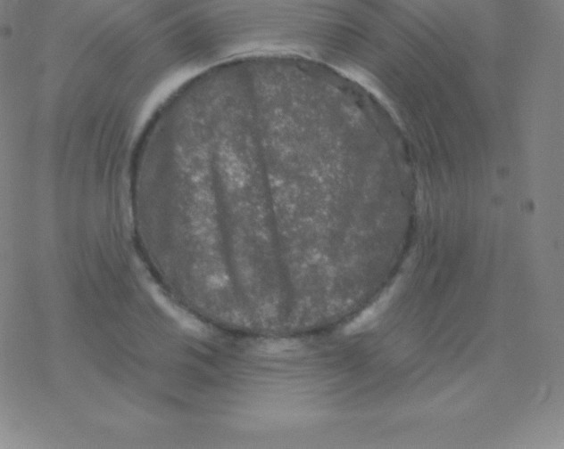 X0000076311030200610271934