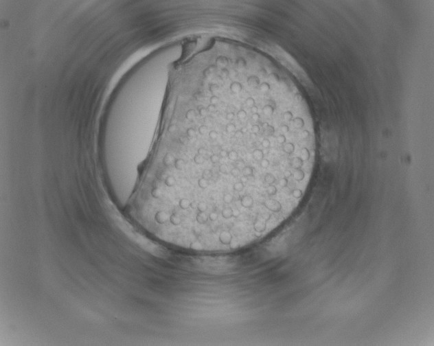 X0000076311036200610271934