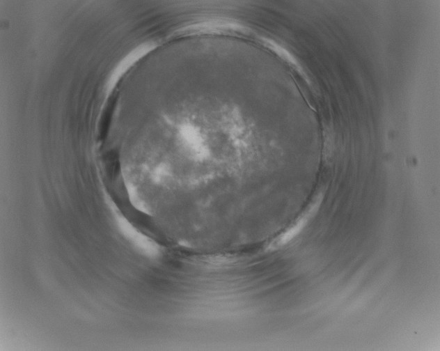 X0000076311042200610271934