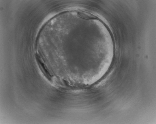 X0000076311045200610271934