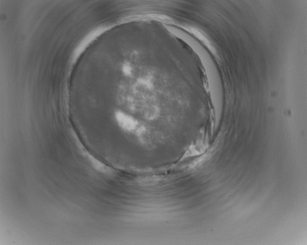 X0000076311046200610271934