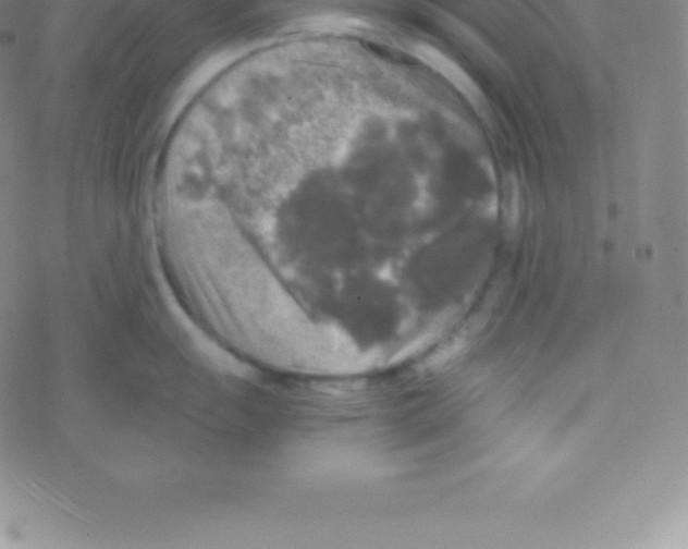 X0000076311055200610271934