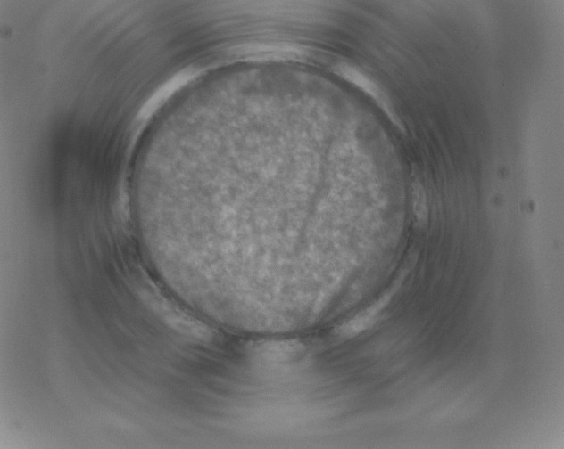 X0000076311074200610271933