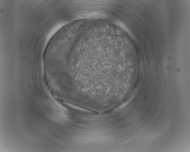 X0000076311079200610271933