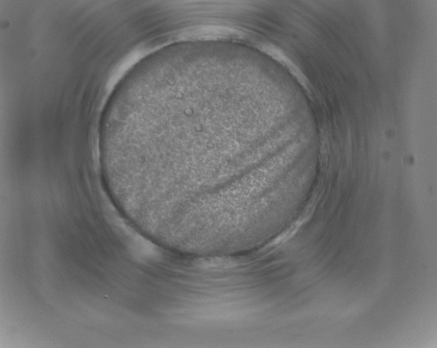 X0000076311083200610271933