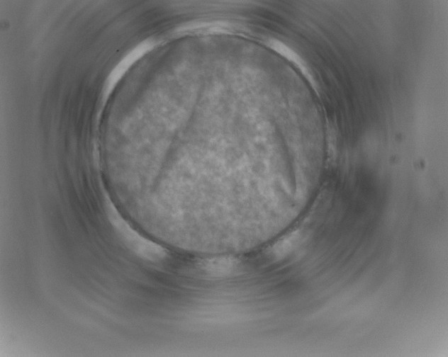 X0000076311090200610271933