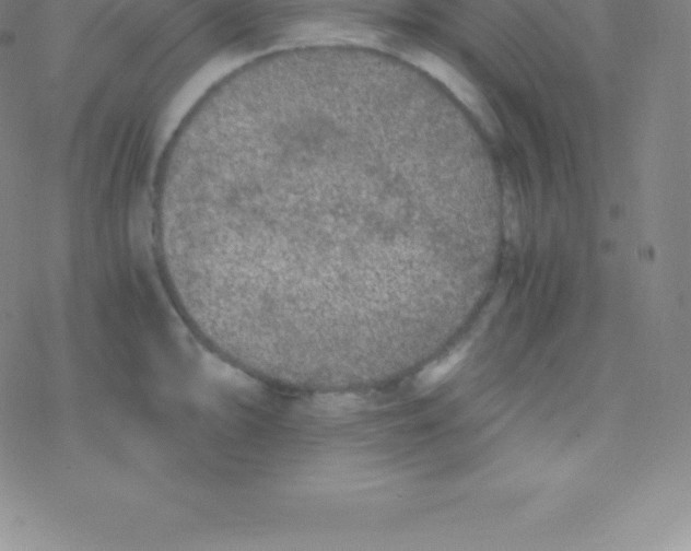 X0000076311094200610271933