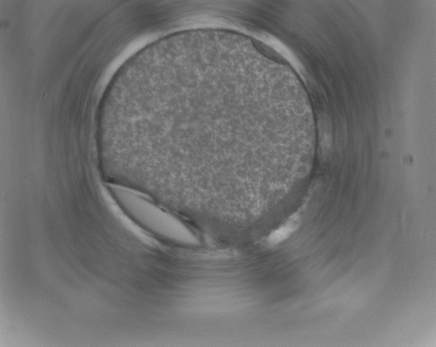 X0000076311142200610271933