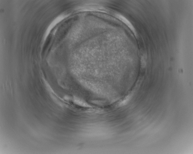 X0000076311146200610271933